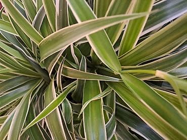 saksije za jagode prodaja: Chlorophytum, velika biljka sa prve dve slike je 500, Chlorophytum sa — 7