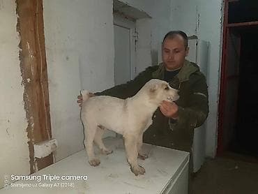 Na prodaju musko stene Azijata. Ociscen od parazita, vakcinisan u 2