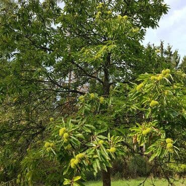 Sušilice: Sadnica pitomog kestena (Castanea sativa) – plodna sorta - Vrsta — 2
