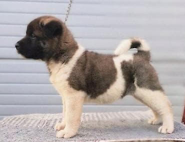 konji ulje na platnu: Američka Akita štenci Odgajivacnica TOP WINNER PUPPY sa ponosom — 8