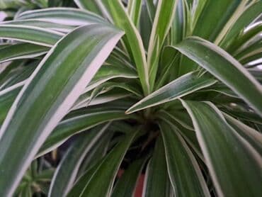 Other Houseplants: Filadendron Brazil sa prve i druge slike je 800, Palma Areca sa trece — 6