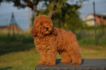 Pets & Animals: Toy pudle Odgajivacnica "Team AS Trajkovic" u ponudi ima prelepe toy — 2
