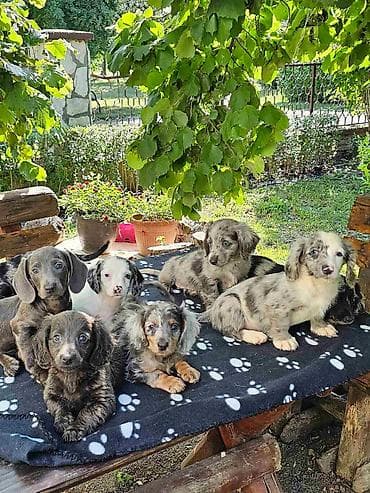 jysk kucice za pse cena: Jazavicar dugodlaki stenci na prodaju. Ostenjeni 20.04.2026. 4 — 5