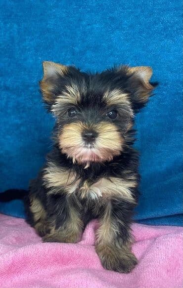 psi pomeranci na poklon: Yorkshire Terrier štenci Na prodaju su dve nežne princeze i jedan — 5