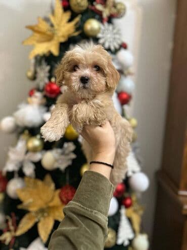 mali pufnasti psi: Maltipoo vrhunske genetike u registrovanoj odgaivacnici Bahu Djokovic — 9