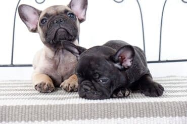 pudlice na prodaju: French bulldog kennel Srcky's oglasava zutog muzjaka i tigrastu zenku — 4