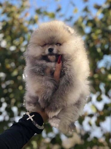 štenci nemačkog ovčara: Pomeranac / Pomeranian / Boo štenci Ako ste odgovorna osoba i imate — 4