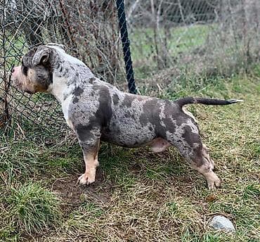 pomeranac mini cena: American bully pocket zenka crne boje Bea i plavi tri color Merle — 1