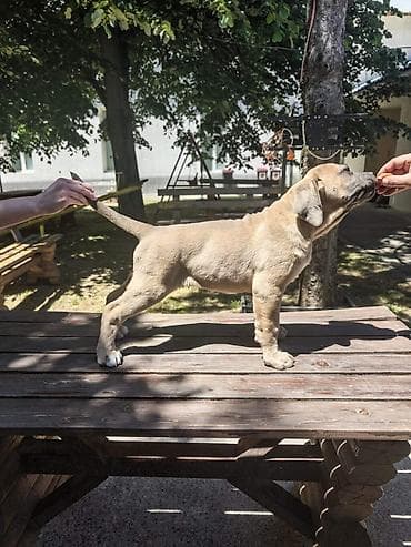 seat pets: Odgajivačnica Cane Corso Magnum Imperium nudi na prodaju prelepe — 2