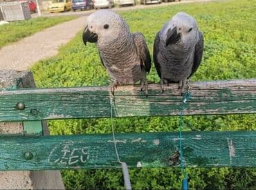 Glodari: Povodci za papagaje – sigurnost, sloboda i poverenje u jednom! — 1