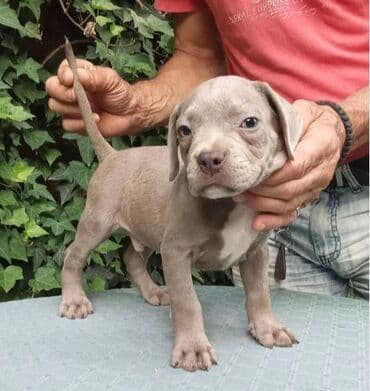 psi american bully: American bully AMERICKI BULLY, top stenad, strucno odnegovana — 2