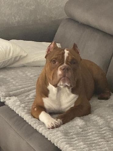Kapo muzjak Muzjak -American Bully Exotic Merle-spreman za parenje