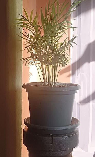 sobni kaktusi vrste: Chamaedorea elegans (parlor palma) u saksiji prečnika 18cm - Sobna — 3