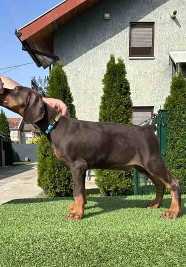 mini psi za stan: Stenci dobermana vrhunskog porekla za rezervaciju Rodjeni 23.07.2023 — 7