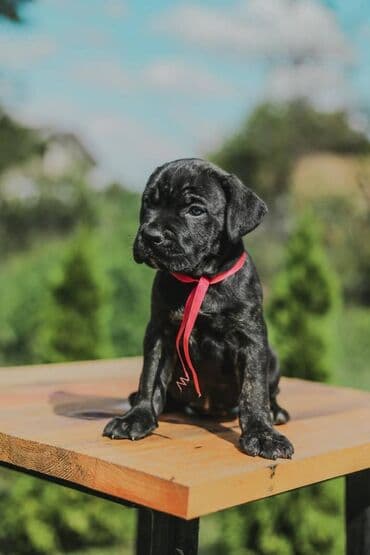 psi koji trazi tartufe: Postanite vlasnik jednog od naših vrhunskih Cane Corso štenaca — 23