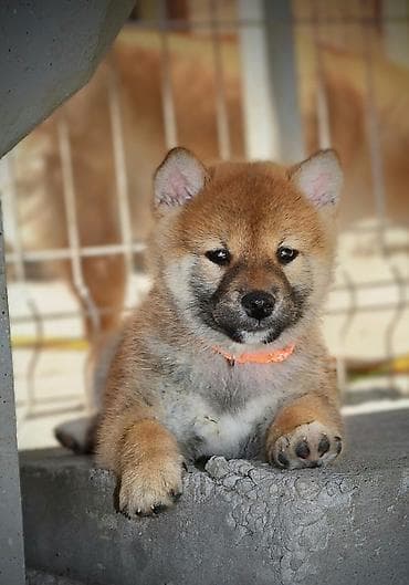 kucice za pse subotica: Odgajivačnica 'Kami's little fellows' predstavlja vrhunsko leglo Shiba — 3