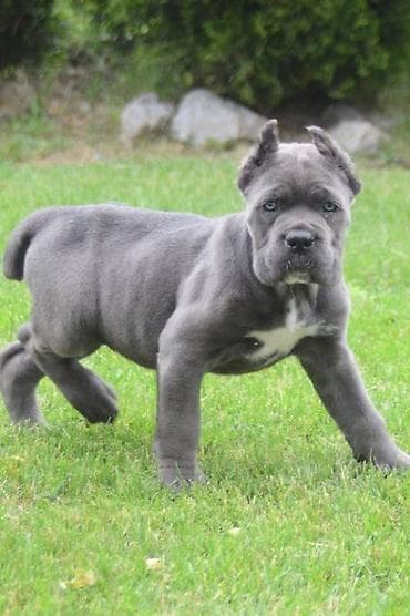 psi firma: Cane Corso, štenci vrhunskog kvaliteta Nasa odgajivačnica Vam nudi — 4