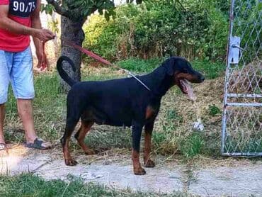 Životinje: Doberman štenci Na prodaju štenci rase Doberman, stari 4 meseca i 15 — 3