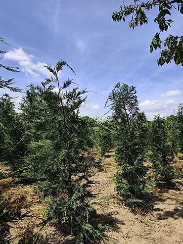 sadnice hrasta cena: Lovor višnja – sadnice u saksiji - Zimzelene sadnice Prunus — 9