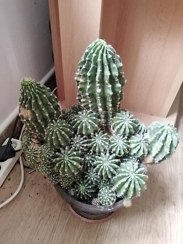 vrste srafcigera: Veliki zbijeni kaktus (Echinopsis/Trichocereus tip) u saksiji - Bogat — 1