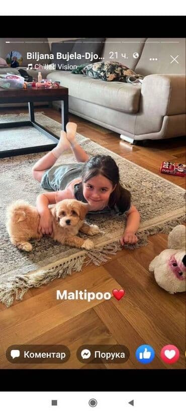 polovne kucice za pse: Maltipoo kucici savrsenog izgleda i genetike FCI 7493 posetite nase — 9