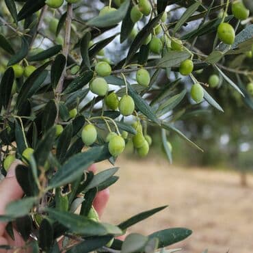cena drva za ogrev leskovac: SADNICA MASLINE U SAKSIJI - Vrsta: maslina (Olea europaea) — 4