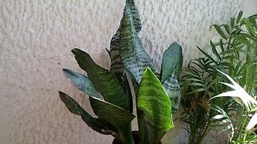 Sanseverija, jednostavna za održavanje na lalafo.rs Sanseverija, jednostavna za održavanje