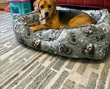 sklopiva ograda za pse: Krevet za pse. - Dizajn sivi print sa motivima pasa,šapica i — 1
