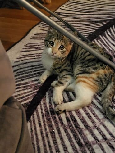 Udomljava se mlada maca trobojne (kaliko) dlake – domaća kratkodlaka