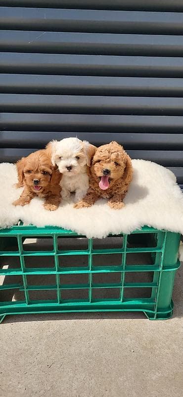 antialergijski psi: Maltipoo-Cavapoo Cavapo-Kavapu stenci oba pola.Majka Cavapo a otac — 2