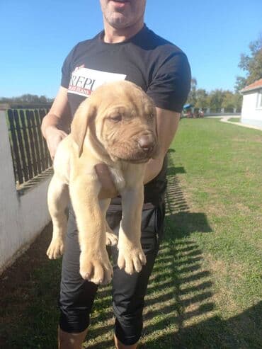 psi na poklon srbija: Presa Canario štenci na prodaju, stari mesec i po dana. Vakcinisani — 5
