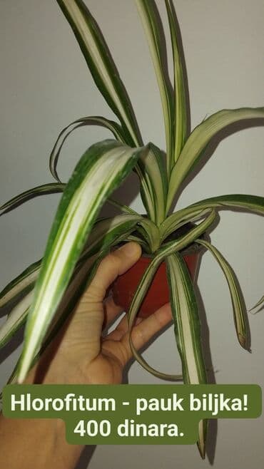 Hlorofitum (pauk biljka) u saksiji. Variegirani listovi zeleni sa