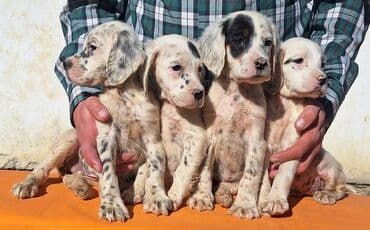 Engleski Seter štenci Štenad Engleskog Setera od radnih i na lalafo.rs Engleski Seter štenci Štenad Engleskog Setera od radnih i