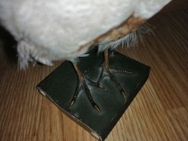 Preparirana ptica — 7