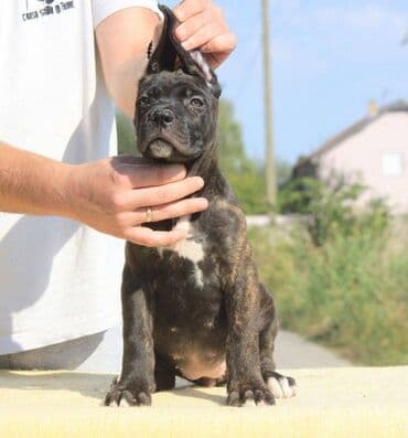 Psi: Cane Corso štenci dostupni za rezervaciju! U ponudi imamo tri — 2