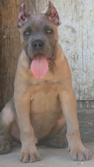 mali psi za udomljavanje: Cane Corso štenci U ponudi veoma perspektivni štenci iz različitih — 6