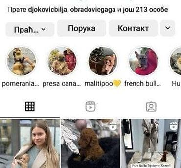 crni staford slike: Maltipoo vrhunske genetike u registrovanoj odgaivacnici Bahu Djokovic — 5