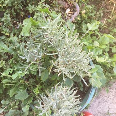 forma ideale sto za dnevnu sobu: Razno ne mrzne — 9