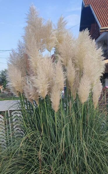 Palm Tree: Pampas na prodaju. 50 din kom. Za vece kolicine pampasa(preko 500 — 3