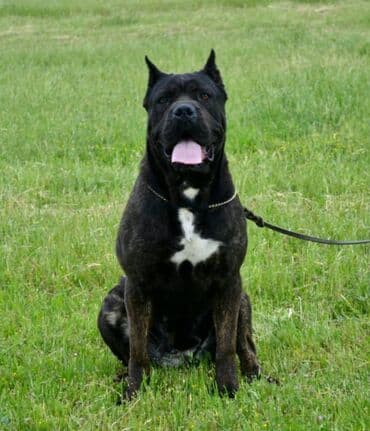 psi koji trazi tartufe: Postanite vlasnik jednog od naših vrhunskih Cane Corso štenaca — 29