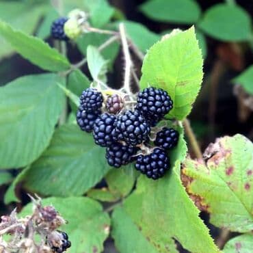 meda krevetac 3 u 1: Sadnice kupine - Visokoprinosna, rana do srednje rana sorta sa — 1