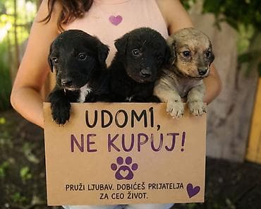 Poklanjamo prelepe umiljate stence. Mesanci, starosti 1mesec. Poceli na lalafo.rs Poklanjamo prelepe umiljate stence. Mesanci, starosti 1mesec. Poceli