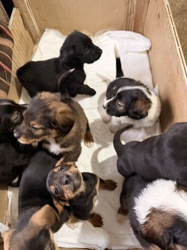 cetka za pomeranca: Štenci mešanci – više štenaca različitih boja i šara Opis: - Leglo — 4