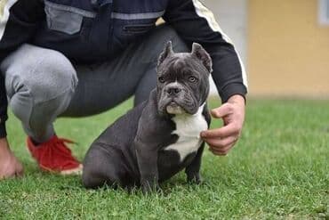 mali psi za udomljavanje: Dostupni stenci american bully Starosti 4 meseca Primili sve vakcine — 6