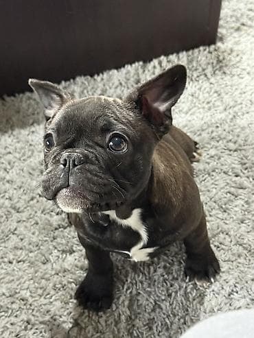 mali psi cena: Francuski buldog – štene - Rasa: francuski buldog (kratkomužna — 2