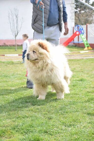 Psi: Cau cau Chow chow stenad iz dva legla najlepsi pokon za novogodisnje — 2