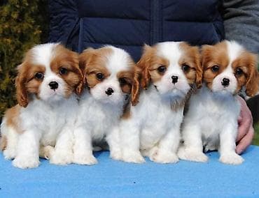 Dostupni štenci Cavalier King Charles spanijela iz odgajivačnice na lalafo.rs Dostupni štenci Cavalier King Charles spanijela iz odgajivačnice
