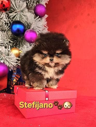 Sweatpants: Pomeranac Boo. NOVO! Ekskluzivni dugo ocekivani stenci pomeranca u — 3