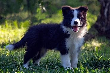 štenci šarplaninca na prodaju: Border Collie - Border koli štenad. Registrovana odgajivačnica FCI — 1