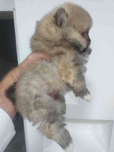 zlatni retriver odgajivacnica srbija: Odgajivacnica PATULJASTIH SNAUCERA Biber so “Little Lion family” FCI — 2